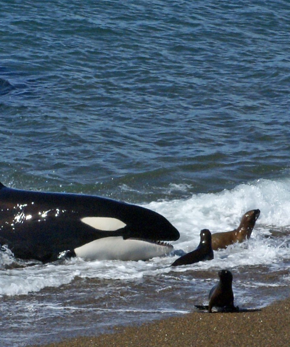 Beaching orka Valdez ©Travel Soap