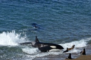 Orka jagen op zeeleeuwen strand Argentinië