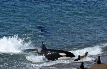 Beaching orka Valdez ©Travel Soap