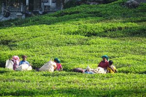 theeplantages India
