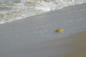 Marari beach 1