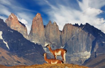 Torres del Paine - Guanacos