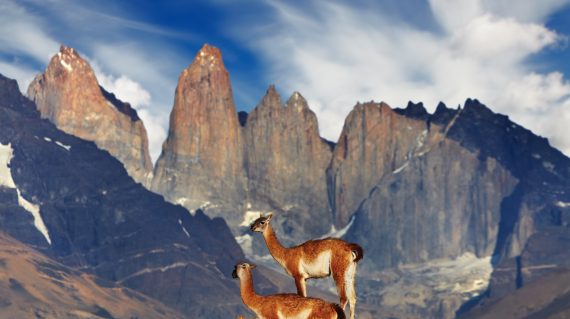 Torres del Paine - Guanacos