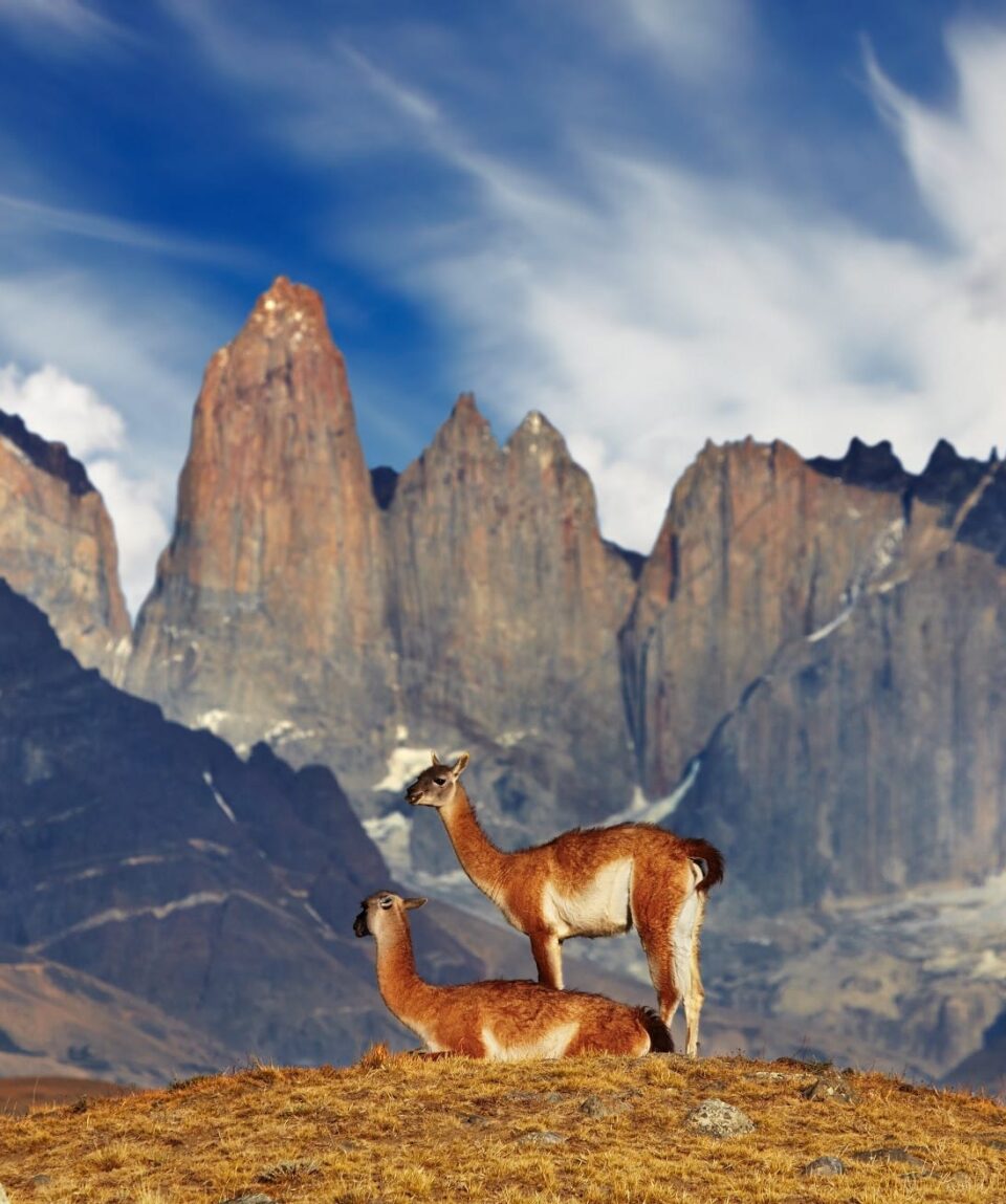 Torres del Paine - Guanacos