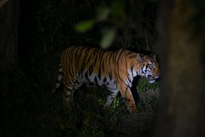 Night safari Waghoba Eco Lodge