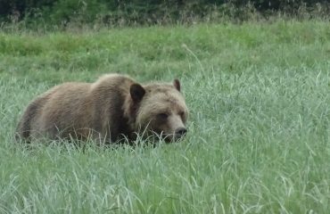 Grizzly Glendale Cove ©All for Nature Travel