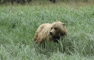 Grizzly eating grass by Knight Inlet ©All for Nature Travel