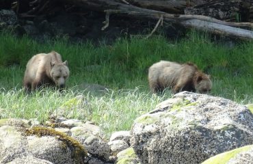 Grizzlyberen Glendale Cove ©All for Nature Travel