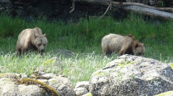 Grizzlyberen Glendale Cove ©All for Nature Travel