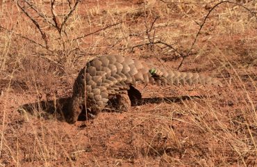 Pangolin met zender bij AfriCat foundation ©R.Stroosnijder