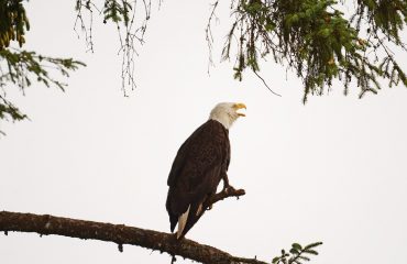 Port Hardy zeearend ©All for Nature Travel