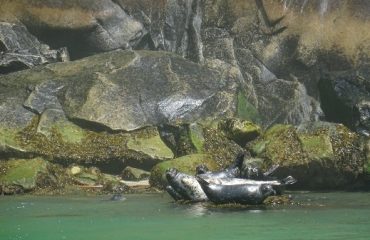 Zeehonden Glendale Cove web