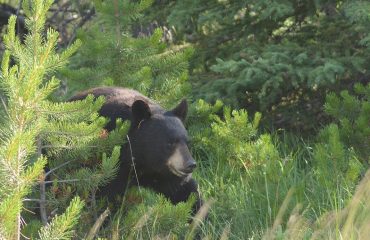 Zwarte beer Jasper NP ©All for Nature Travel