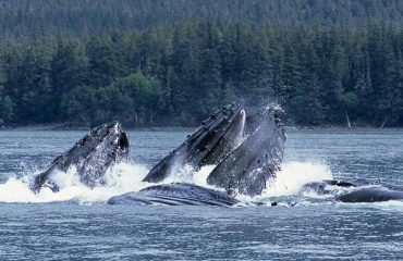 humpback bubble net feeding