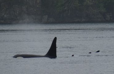resident orca male ©All for Nature Travel
