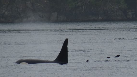 resident orca male ©All for Nature Travel