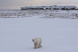 Frontiers North, ijsberen reis, ijsbeer Churchill, ijsbeer hudsonbaai, Tundra Buggy