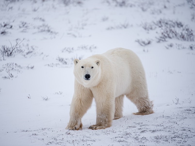 Frontiers North, ijsberen reis, ijsbeer Churchill, ijsbeer hudsonbaai, Tundra Buggy