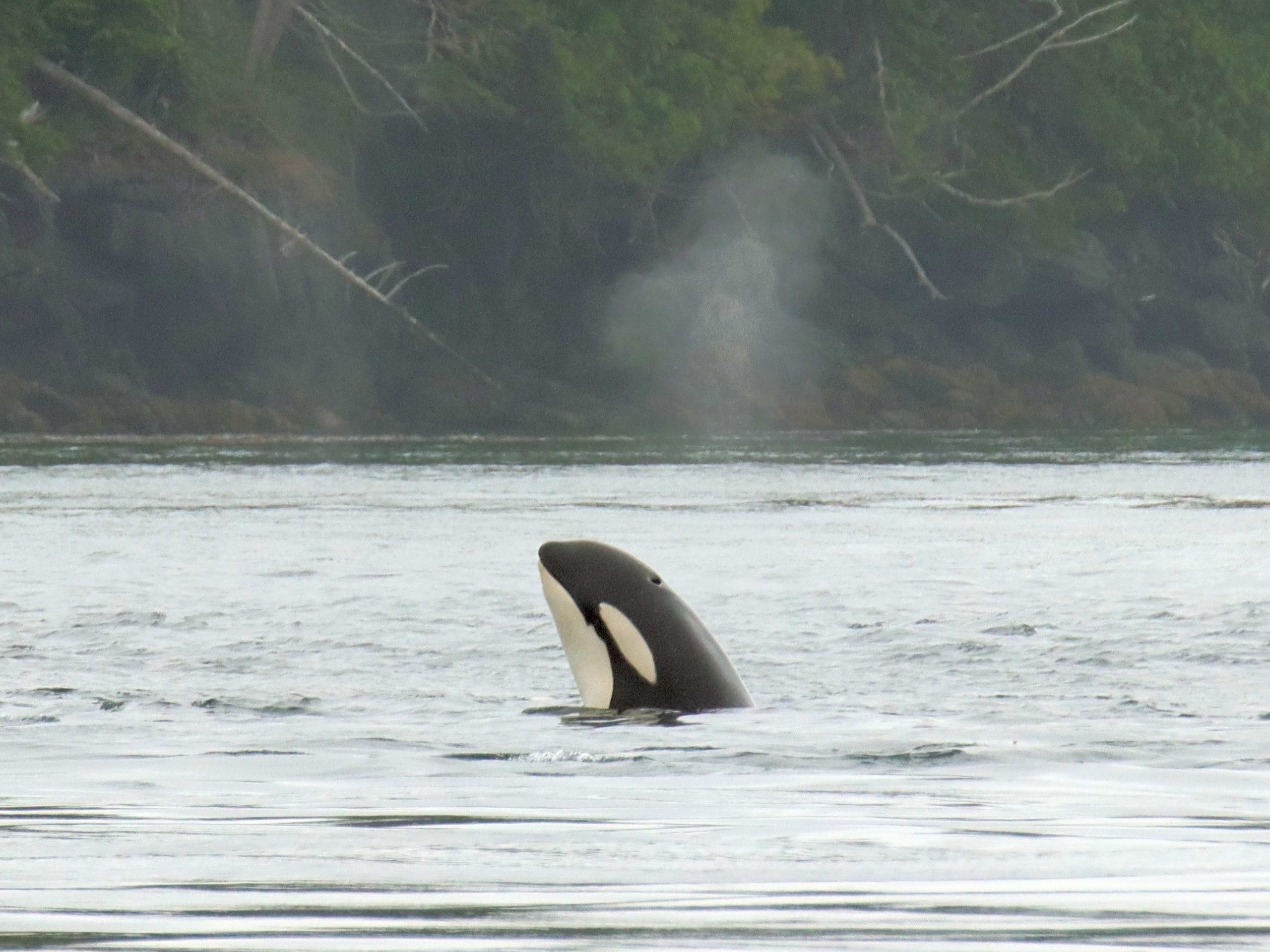banner reis Canada , reis wildlife canada , Great Bear Rainforest, reis orka