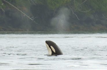 Spy hopping orka ©All for Nature Travel