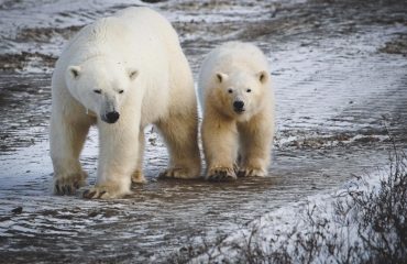 Moeder en zoon ijsbeer ©KiekeMaarschalkerwaard