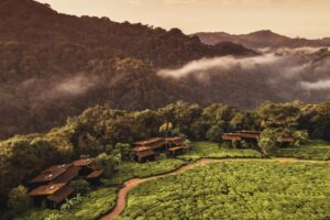 reis Rwanda, chimpanseetrekking Rwanda, Nyungwe House, Nyungwe NP