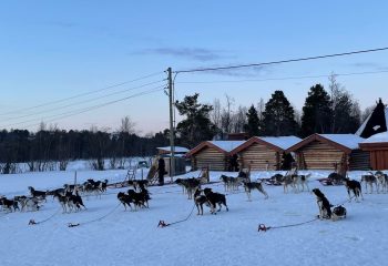 Holmen Husky - kopie - kopie