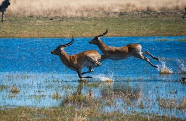 Lechwe Okavango