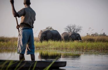 Duke mokoro olifant