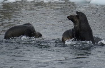 spelende antarctische pelsrobben Antarctica ©All for Nature Travel