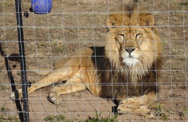 Leeuw bij The Lion Foundation ©All for Nature Travel