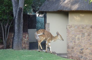 Nyala bij Schrikkloof