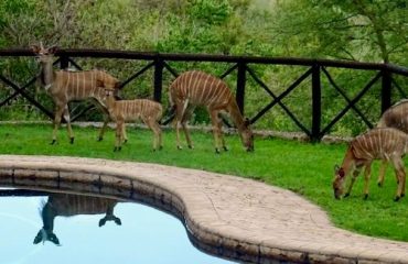 Schrikkloof Nyalas-relaxing-at-the-pool