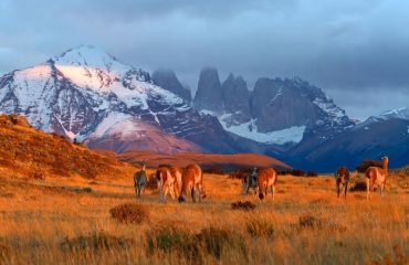 guanacos bij Cerro Guido