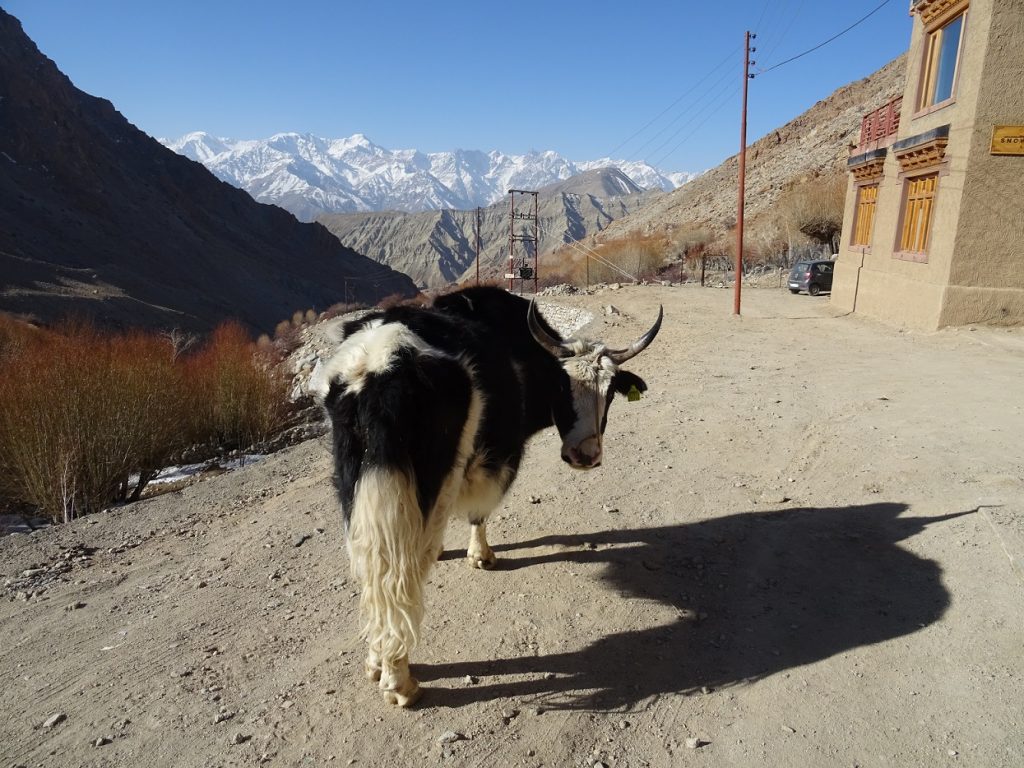 snow leopard lodge, sneeuwluipaard reis, reis Ladakh