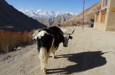 yak voor Snow Leopard Lodge ©All for Nature Travel