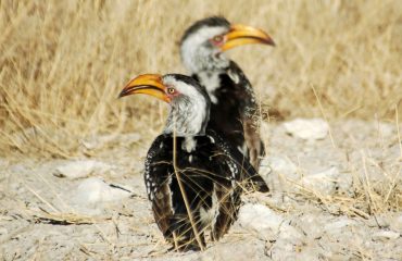 yellow hornbill ©All for Nature Travel