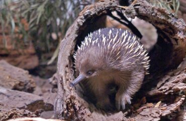 Echidna mieregel ©Kieke van Maarschalkerwaart