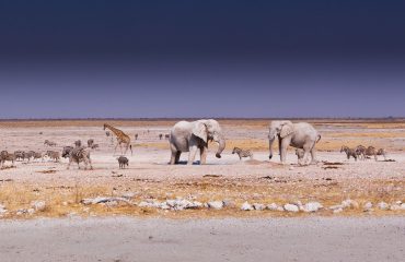Etosha met Rovos Rail