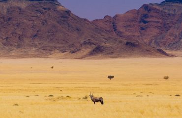 Gemsbok Rovos Rail