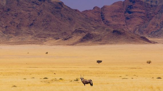 Gemsbok Rovos Rail