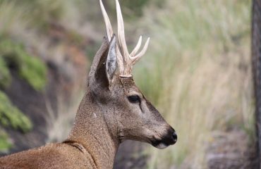 Huemul © Fundacion Huilo Huilo