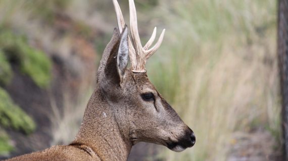 Huemul © Fundacion Huilo Huilo