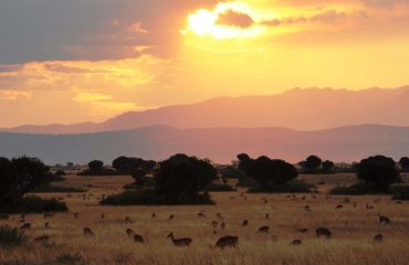 Ishasha Wilderness Camp Sunset