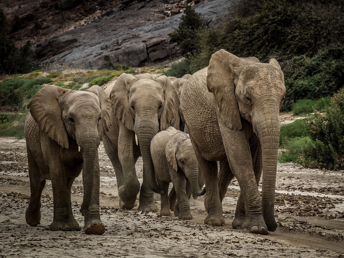 safari Namibië, reis desert elephants, huab valley waterpoint project