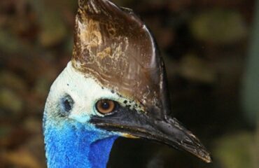 Kasuaris ©Kieke van Maarschalkerwaart