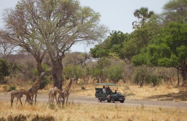 Katavi game drive