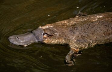 Vogelbekdier ©Mike-Hillman
