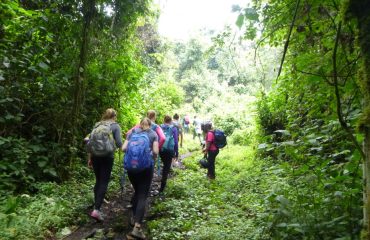 Hiking Nyungwe