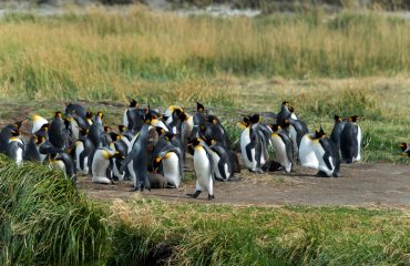 Koningspinguins Tierra del Fuego